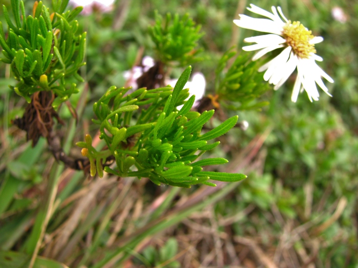 Hysterionica nebularis Deble, A.S.Oliveira & Marchiori