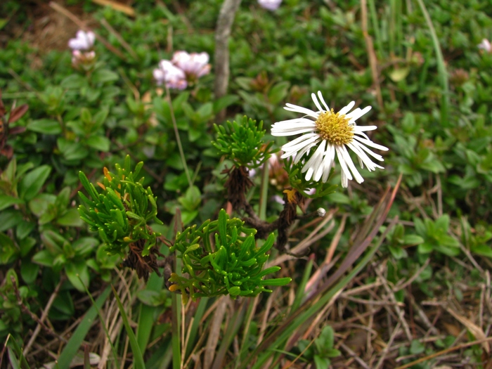 Hysterionica nebularis Deble, A.S.Oliveira & Marchiori