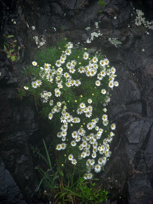 Hysterionica pinnatisecta Matzenb. & Sobral Hysterionica pinnatisecta Matzenb. & Sobral