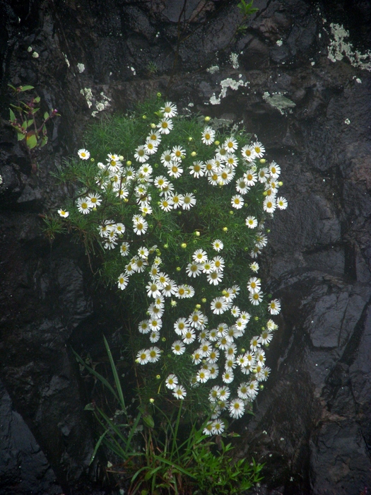 Hysterionica pinnatisecta Matzenb. & Sobral