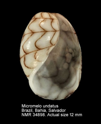 Micromelo undatus