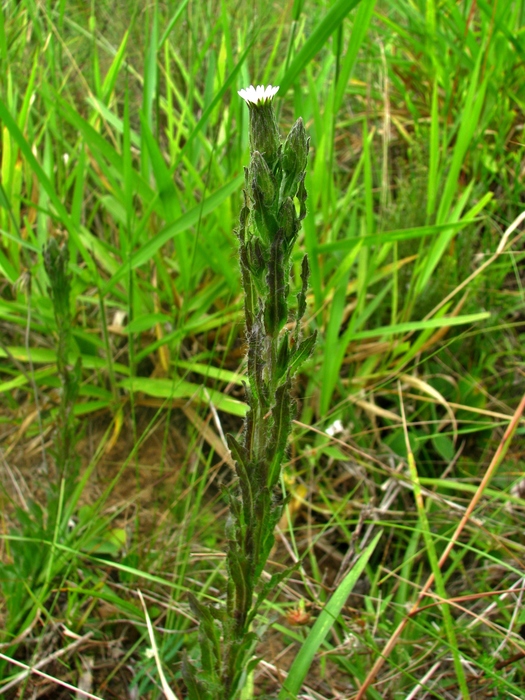 Noticastrum calvatum (Baker) Cuatrec.