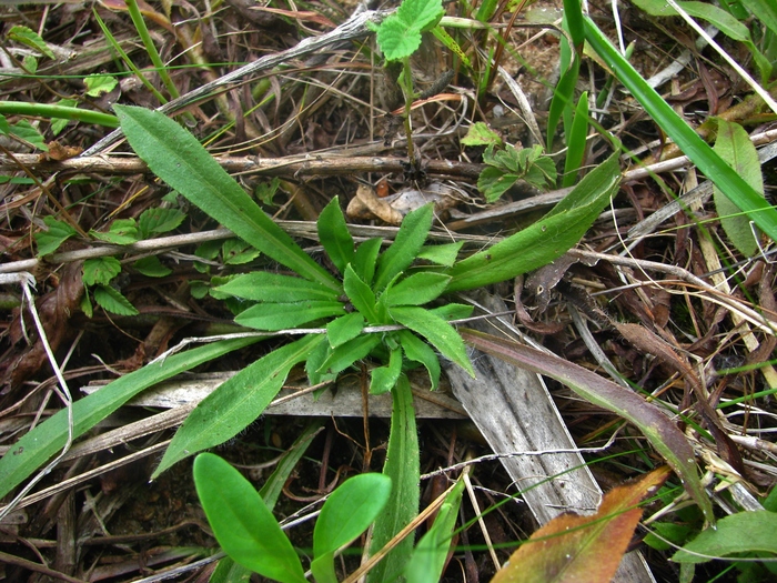 Noticastrum calvatum (Baker) Cuatrec.