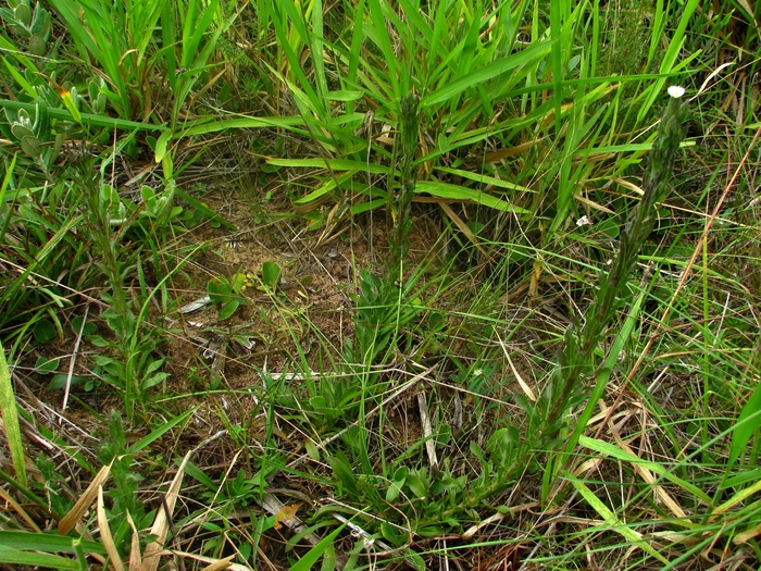 Noticastrum calvatum (Baker) Cuatrec.