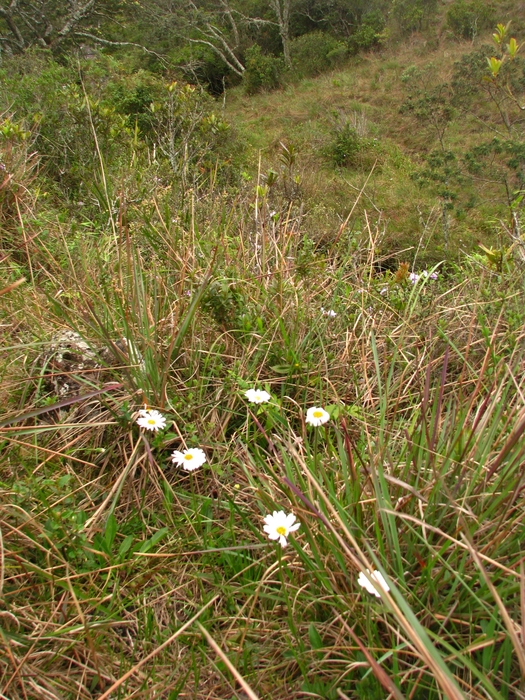 Noticastrum decumbens (Baker) Cuatrec.