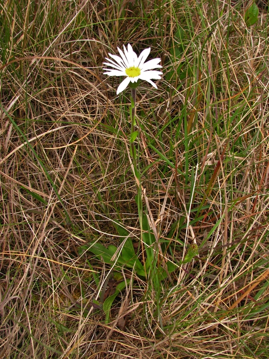 Noticastrum decumbens (Baker) Cuatrec.