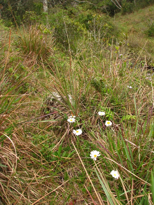 Noticastrum decumbens (Baker) Cuatrec.