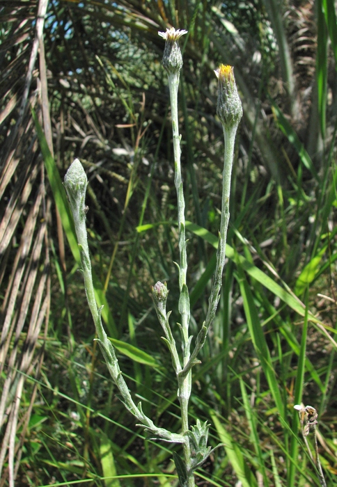 Noticastrum gnaphalioides (Baker) Cuatrec. Noticastrum gnaphalioides (Baker) Cuatrec.