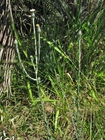 Noticastrum gnaphalioides (Baker) Cuatrec.