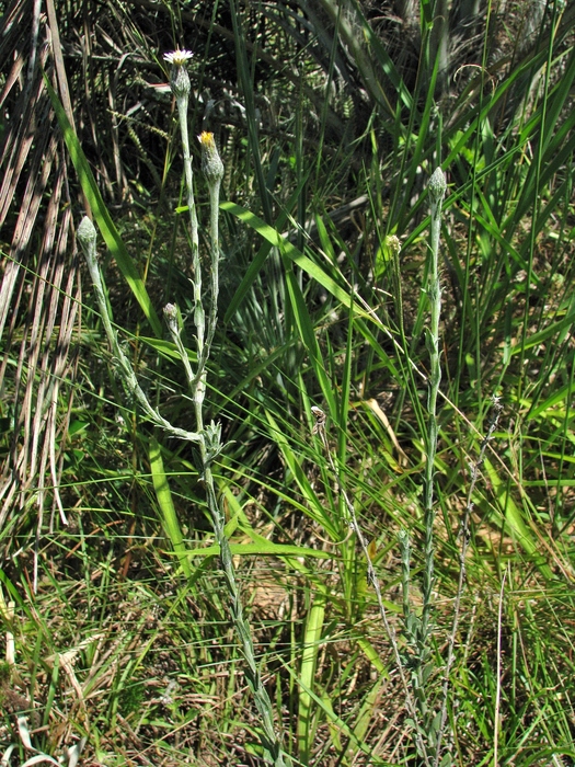 Noticastrum gnaphalioides (Baker) Cuatrec. Noticastrum gnaphalioides (Baker) Cuatrec.