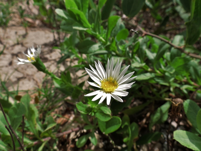 Noticastrum hatschbachii Zardini