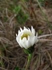 Noticastrum hatschbachii Zardini