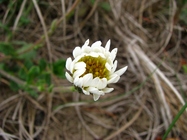 Noticastrum hatschbachii Zardini