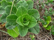 Noticastrum hatschbachii Zardini