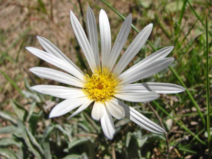 Noticastrum malmei Zardini Noticastrum malmei Zardini