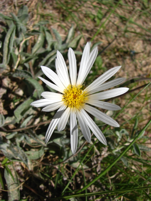 Noticastrum malmei Zardini Noticastrum malmei Zardini