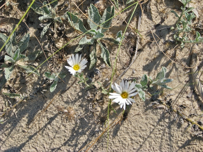 Noticastrum malmei Zardini