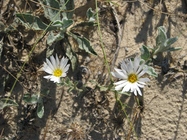 Noticastrum malmei Zardini