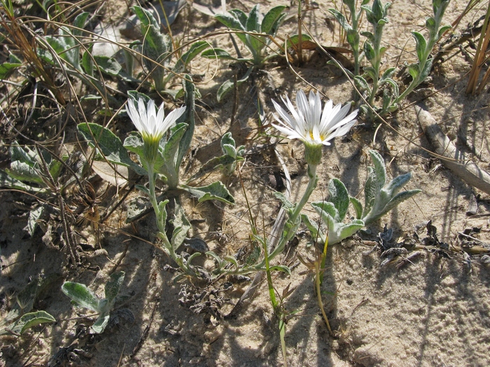 Noticastrum malmei Zardini