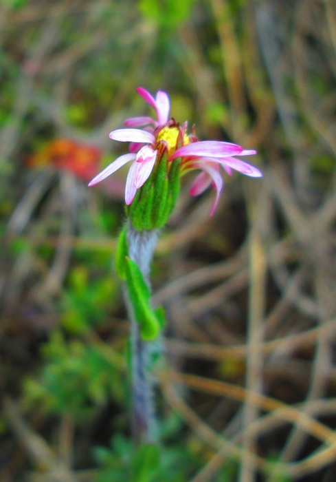 Noticastrum marginatum (Kunth) Cuatrec.