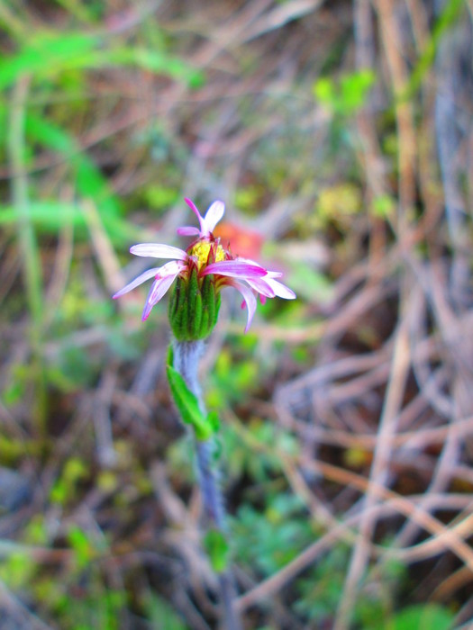 Noticastrum marginatum (Kunth) Cuatrec.