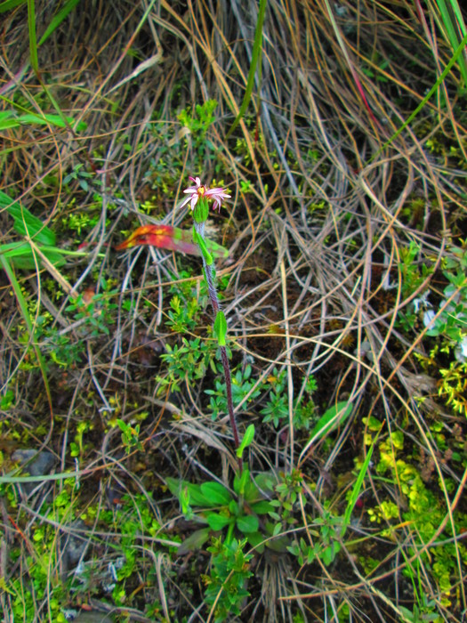 Noticastrum marginatum (Kunth) Cuatrec.