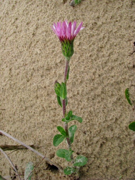 Noticastrum psammophilum (Klatt) Cuatrec.