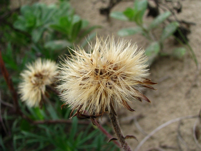 Noticastrum psammophilum (Klatt) Cuatrec.