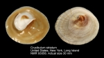 Crucibulum striatum