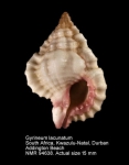 Gyrineum lacunatum