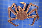Photograph of male red king crab Paralithodes camtschaticus in dorsal view on gridded background. Taken in Kodiak, Alaska, 2006. 