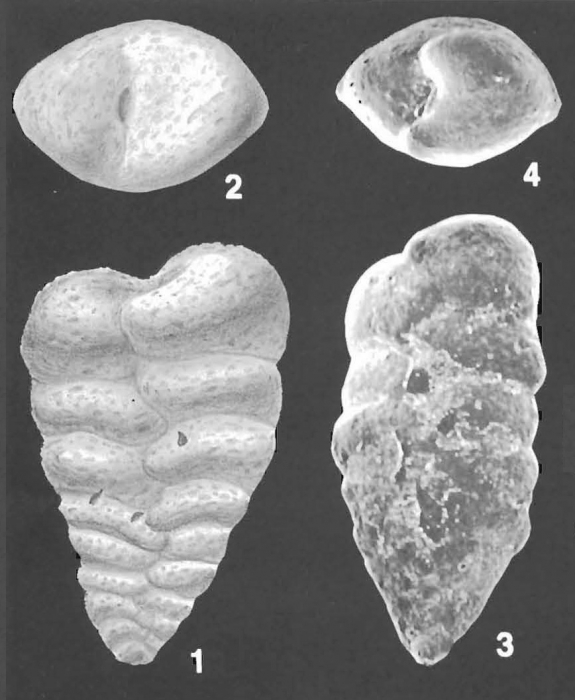 Textularia paragglutinans Zheng Identified Specimens