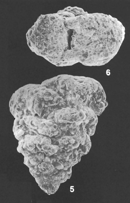 Textularia pseudogramen Chapman & Parr Identified Specimens
