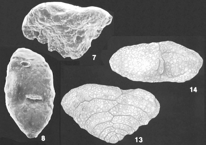 Sahulia lutzei Langer Identified Specimens