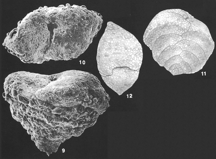 Textularia pseudosolita Zheng Identified Specimens