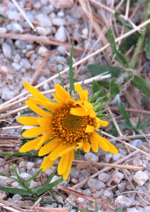 Grindelia atlantica Deble & A.S.Oliveira