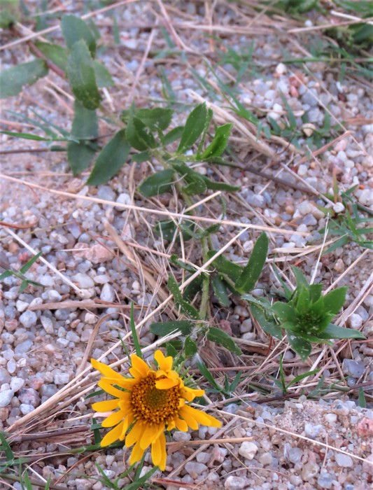 Grindelia atlantica Deble & A.S.Oliveira