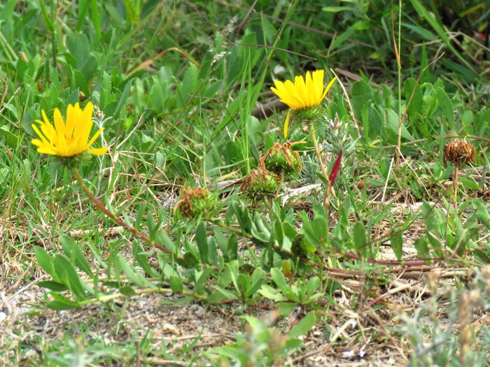 Grindelia atlantica Deble & A.S.Oliveira