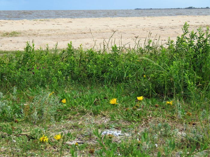 Grindelia atlantica Deble & A.S.Oliveira