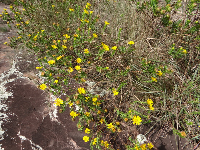 Grindelia gaucha Deble & A.S.Oliveira