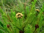 Baccharis wagenitzii (F.H.Hellw.) Joch.Müll.