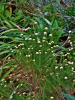 Baccharis wagenitzii (F.H.Hellw.) Joch.Müll.