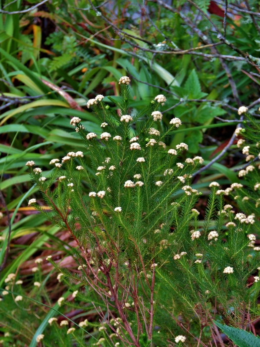 Baccharis wagenitzii (F.H.Hellw.) Joch.Müll. Baccharis wagenitzii (F.H.Hellw.) Joch.Müll.