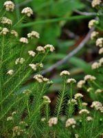 Baccharis wagenitzii (F.H.Hellw.) Joch.Müll.