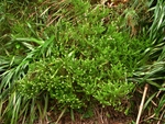 Baccharis wagenitzii (F.H.Hellw.) Joch.Müll.