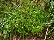 Baccharis wagenitzii (F.H.Hellw.) Joch.Müll.