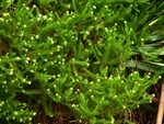 Baccharis wagenitzii (F.H.Hellw.) Joch.Müll.