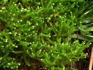 Baccharis wagenitzii (F.H.Hellw.) Joch.Müll.