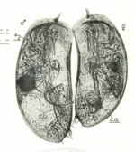 Pussella botosaneanui Danielopol, 1973 from the original description (Danielopol, 1973, Fig. 1)