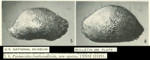 Paranesidea fracticorallicola Maddocks, 1969 from the original description (Maddocks, 1969,  Pl. 1.5-1.6)